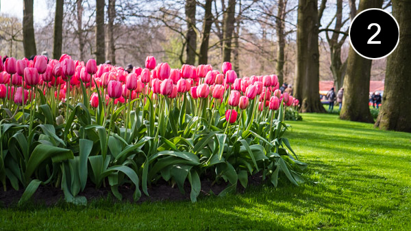 keukenhof