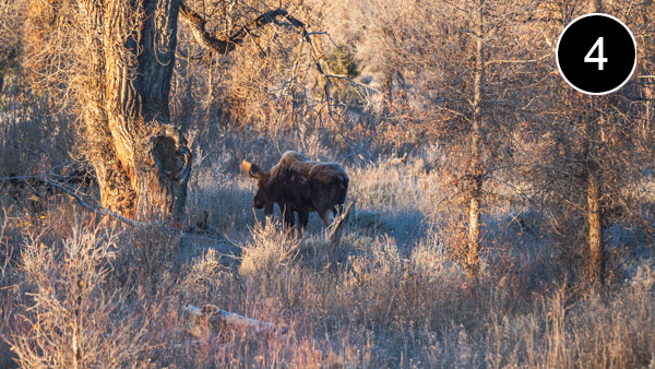 moose