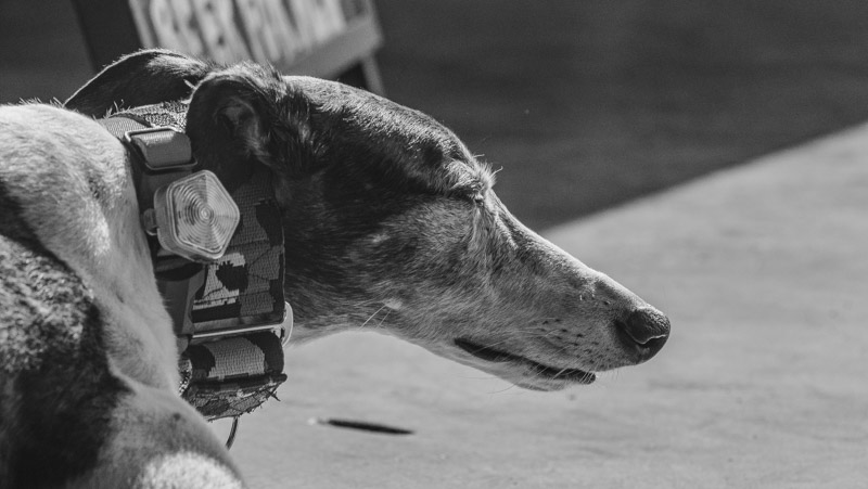 Old Dog